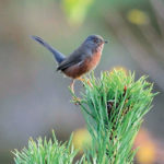 Dartford Warbler (Ralph Clark)