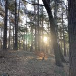 Photo of within woodland area in winter with sunshine filtering through