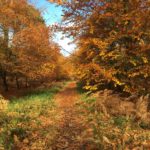 Tree-lined avenue at Chobham Place Woods