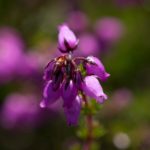 Bell Heather by former warden Jonathan Shavelar