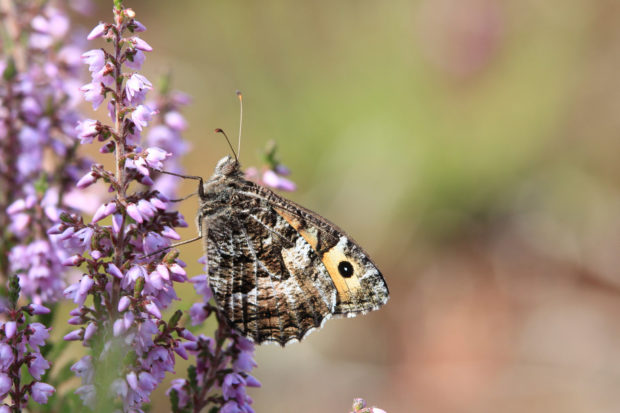 Gorgeous photograph of a grayling on flowering heather