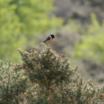 Photograph of a male stonechat perched on gorse