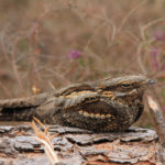 Photo of brown streaky bird perched on a log.