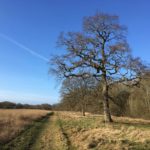 Ash Green Meadows