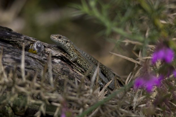 Photograph of common lizard on a log