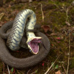 Grass snake displaying thanatosis / playing dead