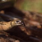 Closeup photograph of slow worm's head showing forked tongue