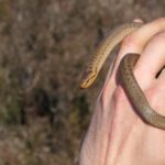 Photograph of grass snake being handled, it's no thicker than a finger