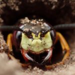 Close-up photo of an insect, with impressive jaws, emerging from a hole in sandy soil.