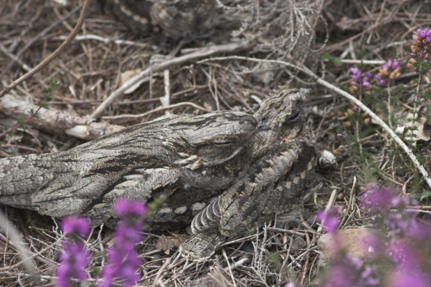 Photograph of a nightjar (credit: Natural England/Allan Drewitt)