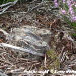 Photograph of nightjar chicks on the ground © Surrey Wildlife Trust