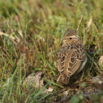 A woodlark on the ground