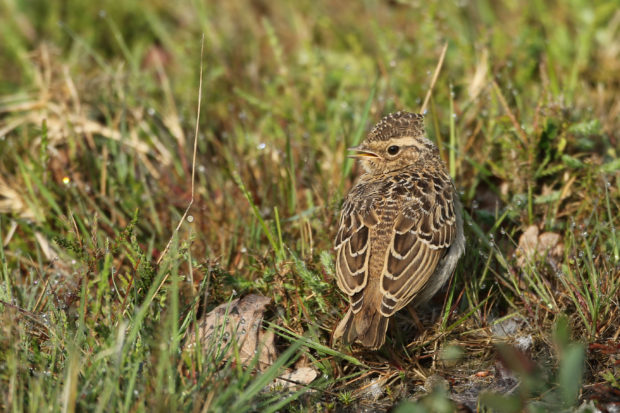 A woodlark on the ground