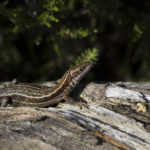 Photograph of a common lizard