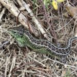 Photograph of a male sand lizard in bright green breeding colour