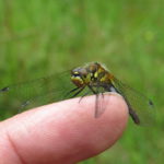 Photograph of a black darter landed on someone's finger!