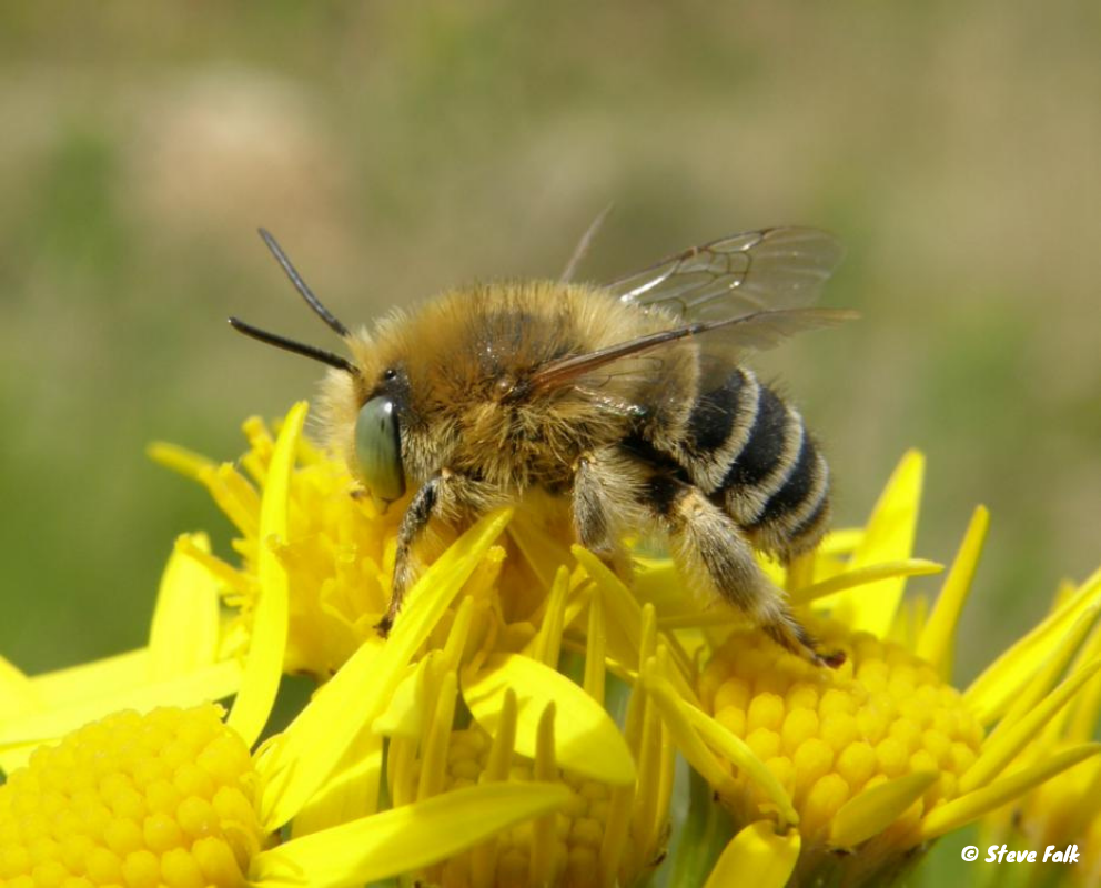 Colourful photo of a been on bright yellow flower