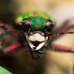 Close up photograph showing the head of the beetle and its jaws.