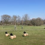 Photo of an open grass area with carved wooden sheep. In winter blue skya with gravel paths, a large waymarker post and an interpretation panel. In winter blue sky.