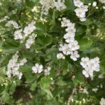 Photograph of Hawthorne in flower