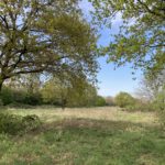 Photograph of a small meadow surrounded by trees