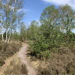 Photo of a narrow path winding through scrub