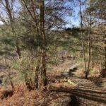 Photo of a stepped wooden boarded path leading down through heather and scrub.