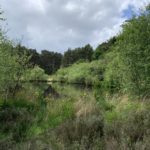 Photo of a pretty pond surrounded by birch trees and with Yellow Flag Iris in flower.