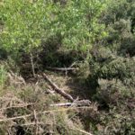 Photo of a small clearing in amongst heather and birch saplings