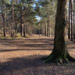 Photo of a wide woodland path, running through pine trees.