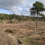 Photo of a heathland landscape, with a stepped path through an expanse of heather and a lone pine tree.