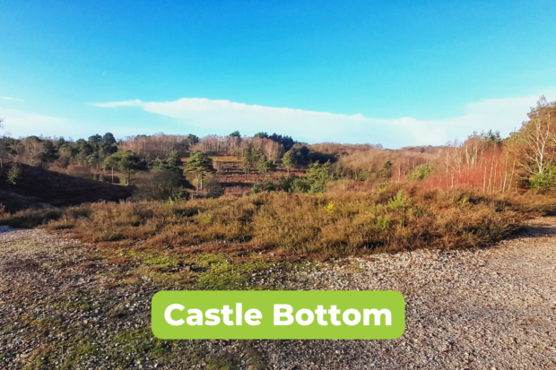 Scenic photo of a Castle Bottom, showing an undulating landscape and scattered birch and pine trees.