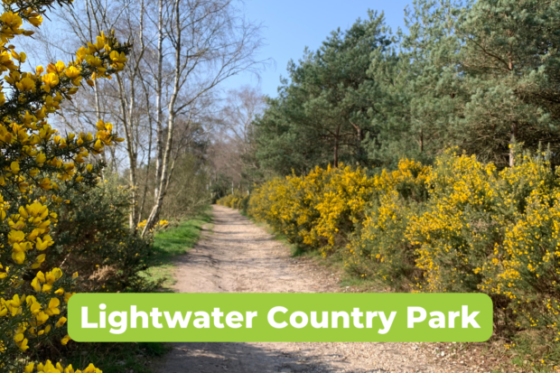 Photo of the bright yellow gorse in flower at Lightwater Country Park.