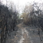 Photo of blackened gorse, either side of a slim path.