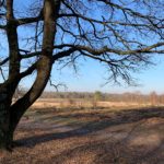 Photo of a mature tree, silhouetted against a heathland landscape.