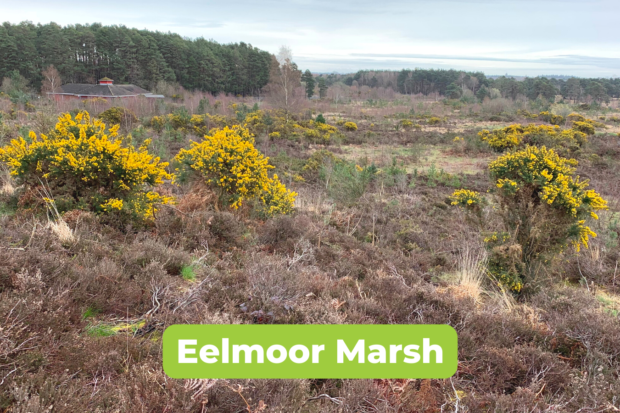 Scenic photo of bright yellow gorse bushes brightening the Eelmoor Marsh landscape on a dull winter day.