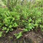 Photo of a small, green-leaved plant with tiny pinkish flowers.