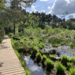 Photo of a wooden boardwalk running alongside and interesting wetland area