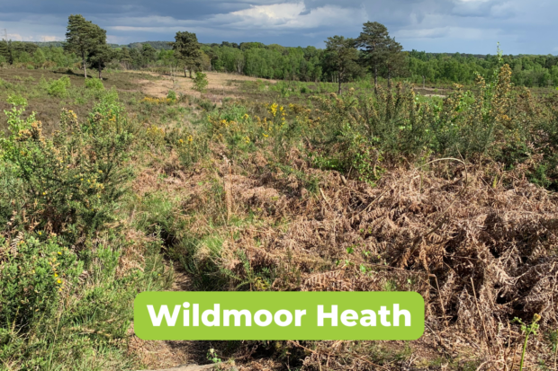 Photo of a lovely view across an open landscape, with gorse bushes in the foreground. Opening out to heathland with scattered pine trees.