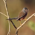 Photo of a bird perched on a branch. It has a reddish-brown back, and a blueish-grey head and long tail. A distinctive red eye. and its crest is slightly raised.