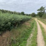 Photo of a wide track. There's a thick border of prickly gorse along both sides.