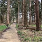 Photo of tall pine trees. A bench sits beside a concrete track.