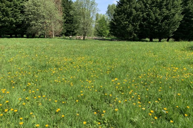 Photograph of a very green springtime meadow with yellow buttercups in flower.