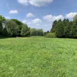 Photograph of a very green springtime meadow with yellow buttercups in flower.