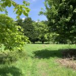 Photograph of a grassy path between mature trees. It's very green and the sun is shinning.