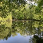 Pretty photograph of trees and their reflections in a large pond.