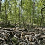 Photo shows piles of trees that have been felled over winter.