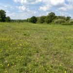 Photo of a lovely green meadow showing the vastness of the landscape.