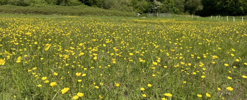 Photo of a lovely green meadow with a beautiful display of yellow Buttercups.