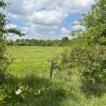 View of a lovely green meadows, looking through a Hawthorne hedge.